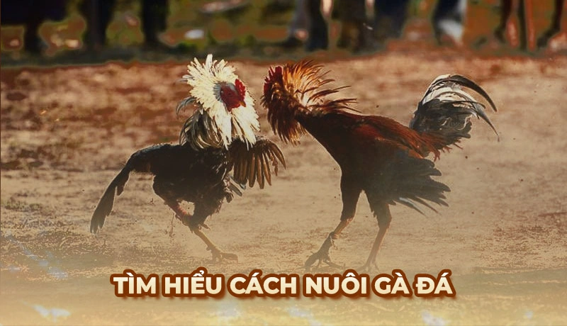 Tìm hiểu sơ lược cách nuôi gà đá là như thế nào