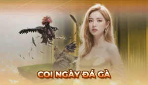 Coi Ngày Đá Gà - Mẹo Xem Ngày Cho Chiến Kê Ra Trận Thắng Lớn