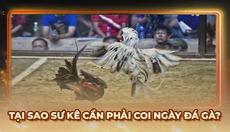 Tại sao sư kê cần phải coi ngày đá gà?