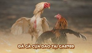 Đá gà cựa dao là gì? Những quy tắc cơ bản trong chọi gà cựa dao