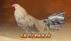 Gà Cú đá 5 tỷ - Trận tranh hùng thu hút nhiều sư kê tham gia