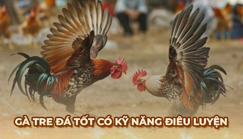 Gà tre đá tốt là những chú gà có kỹ năng điêu luyện