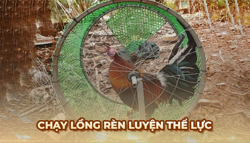 Mẹo chăm sóc gà chiến kê là chạy lồng rèn luyện thể lực