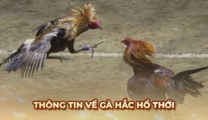 Vẻ đẹp của gà Hắc Hổ Thới và kỹ năng chiến đấu đặc sắc